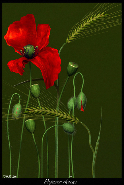 Mohn