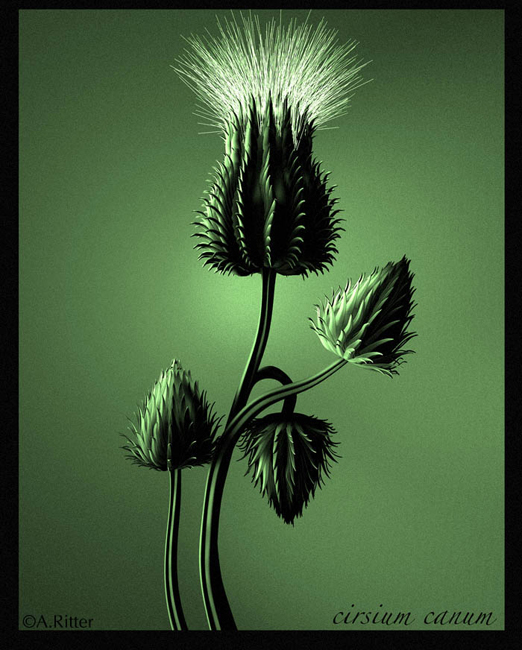 cirsium_canum