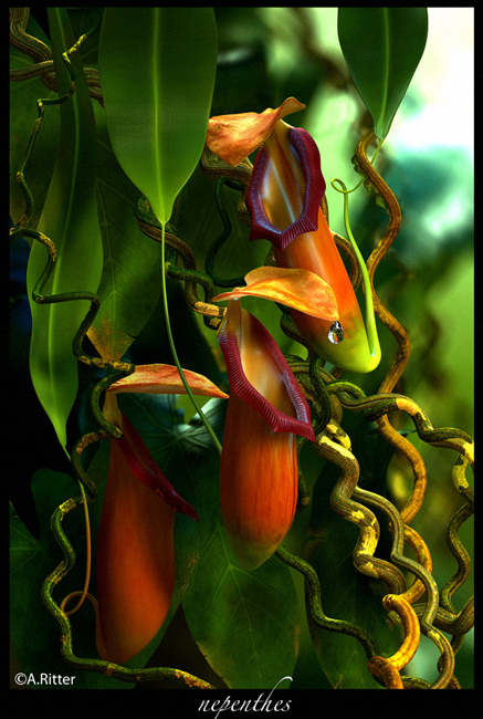 nepenthes1