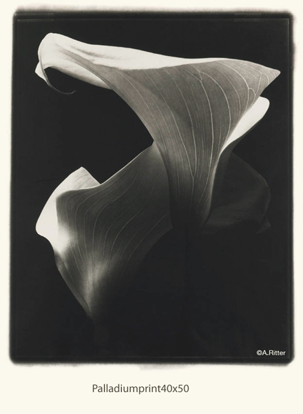Flower3