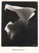 Flower3